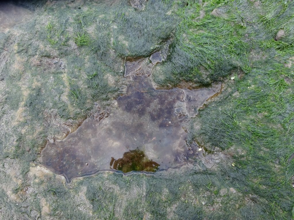 Dinosaur Footprint At Staffin Beach