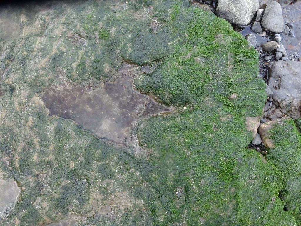 Dinosaur Footprint, Staffin Bay