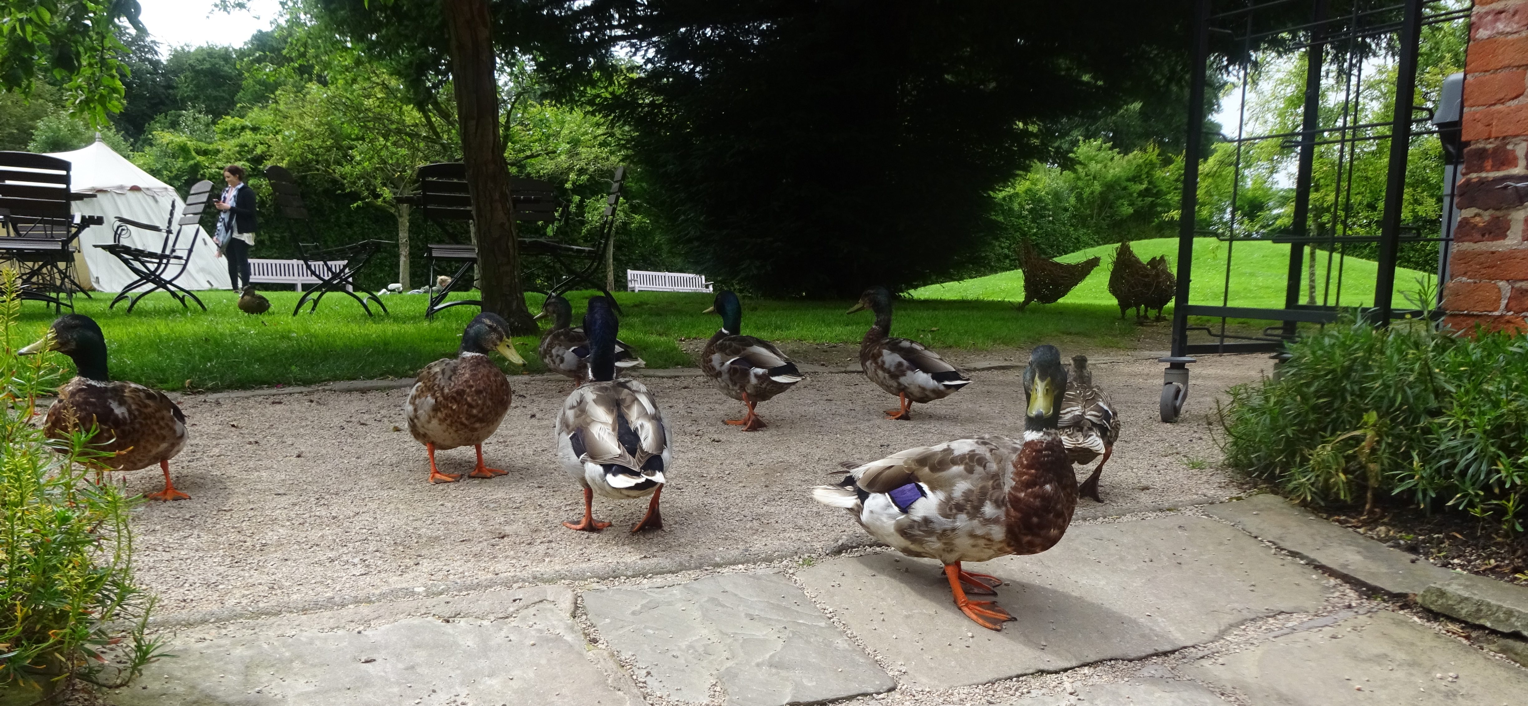 Ducks Enjoying a Garden Pond