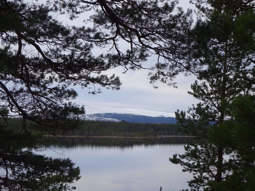 View Of Loch Morlich