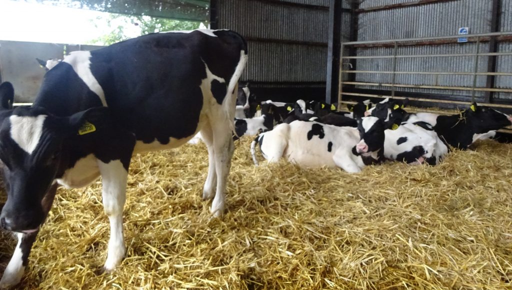 Calves At Seven Sisters Farm