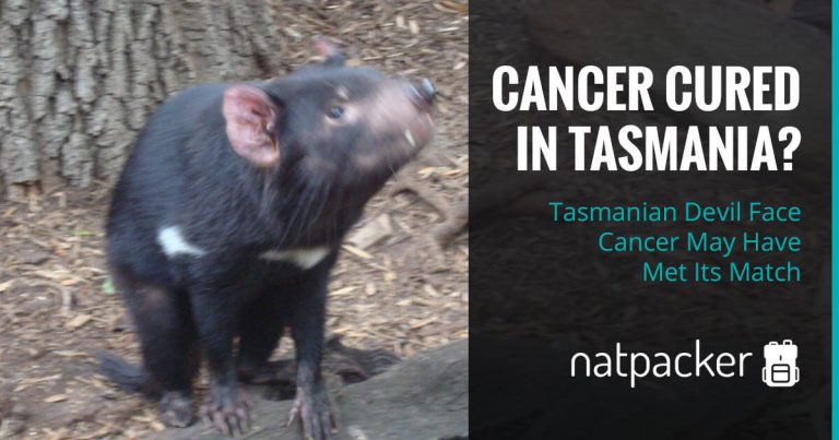 Cancer Cured? Tasmanian Devil Face Cancer May Have Met Its Match