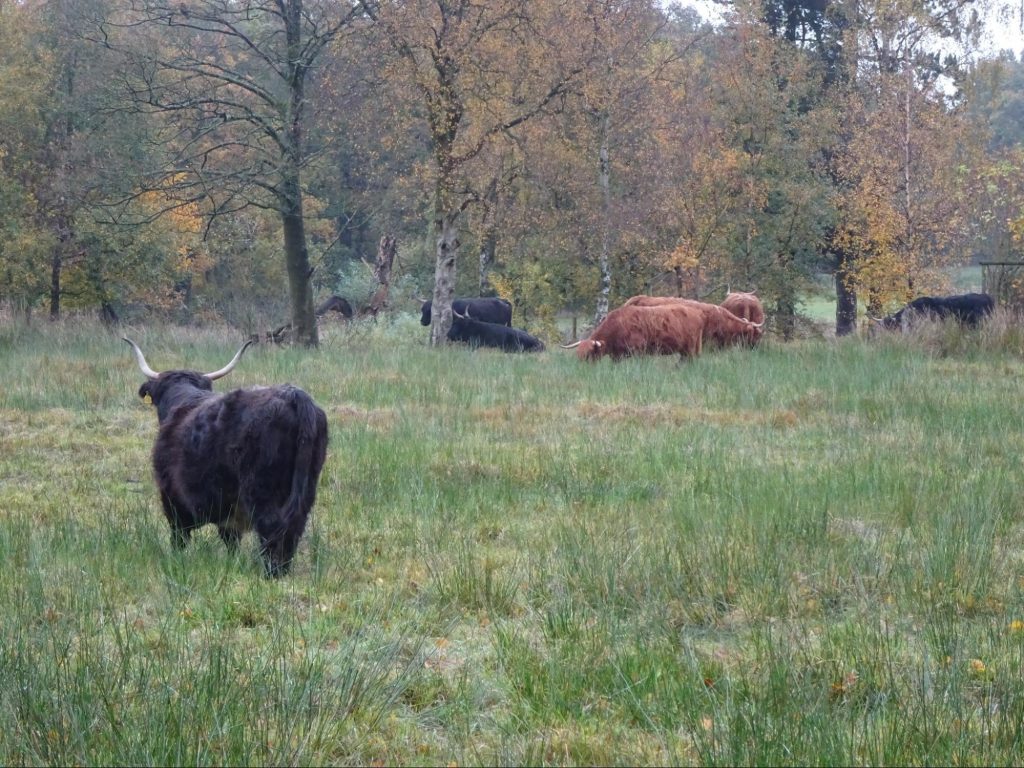 cow-lyme-park