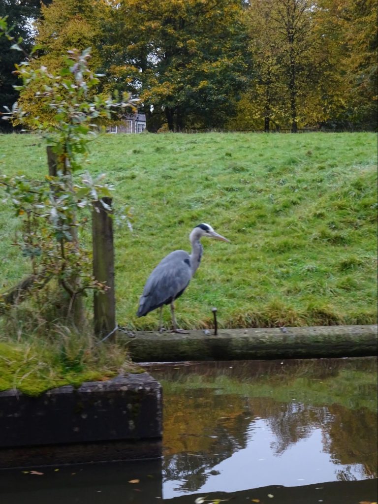 heron