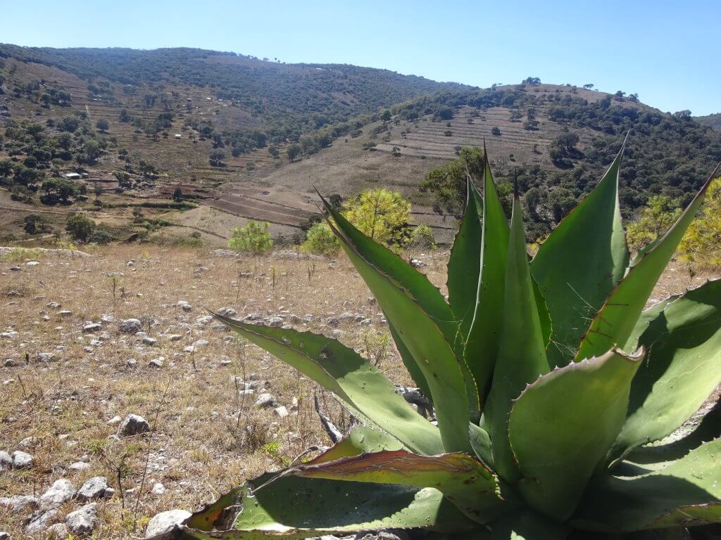 Agave