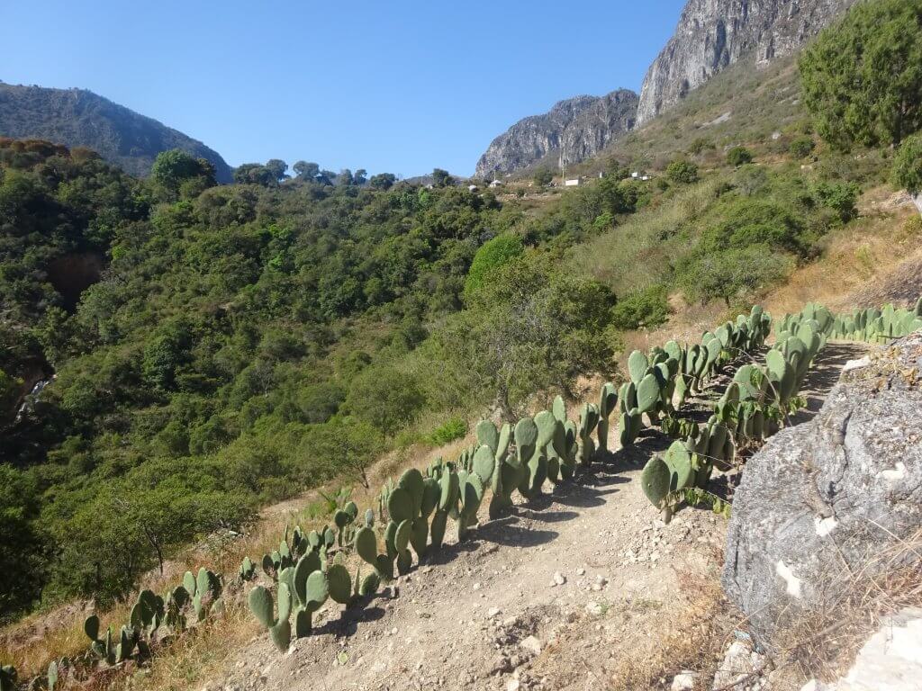 Prickly Pear Crop