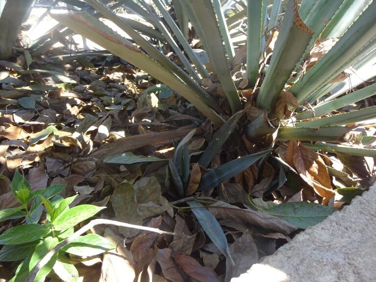 Agave And Cutting