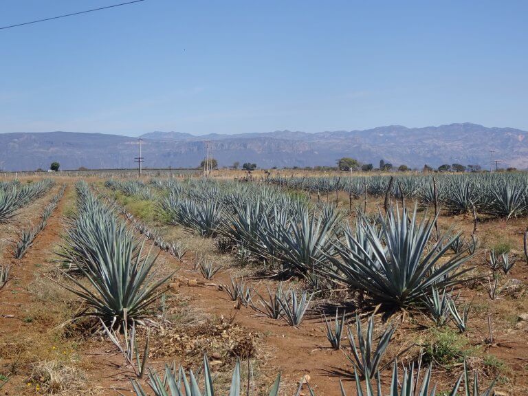 Agave At Tres Mujeres