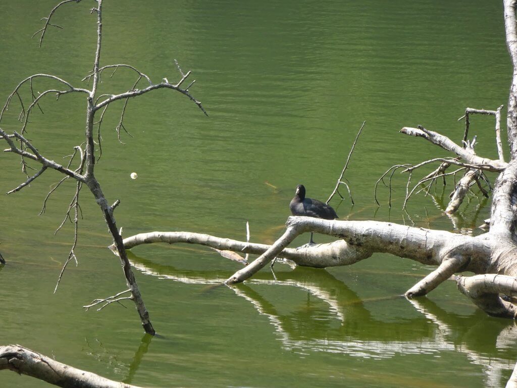 Coot On The Caldera