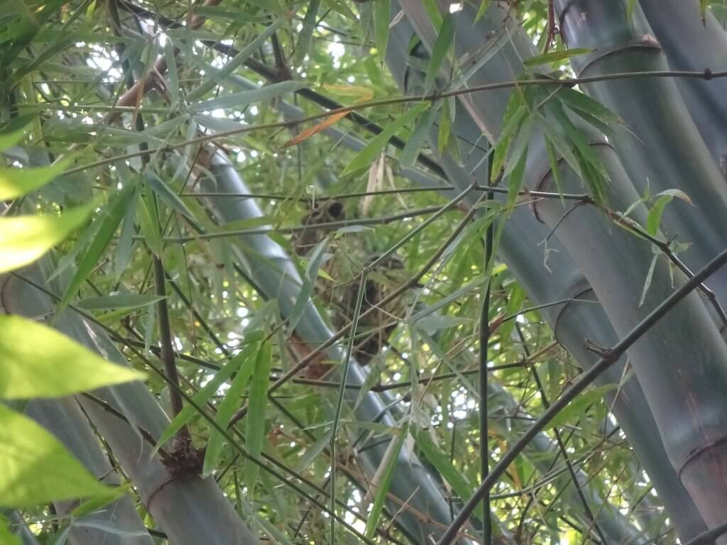 Owls In The Tree