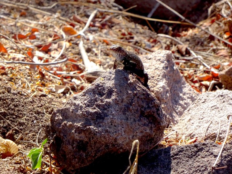 Lizard Near Mask Hill