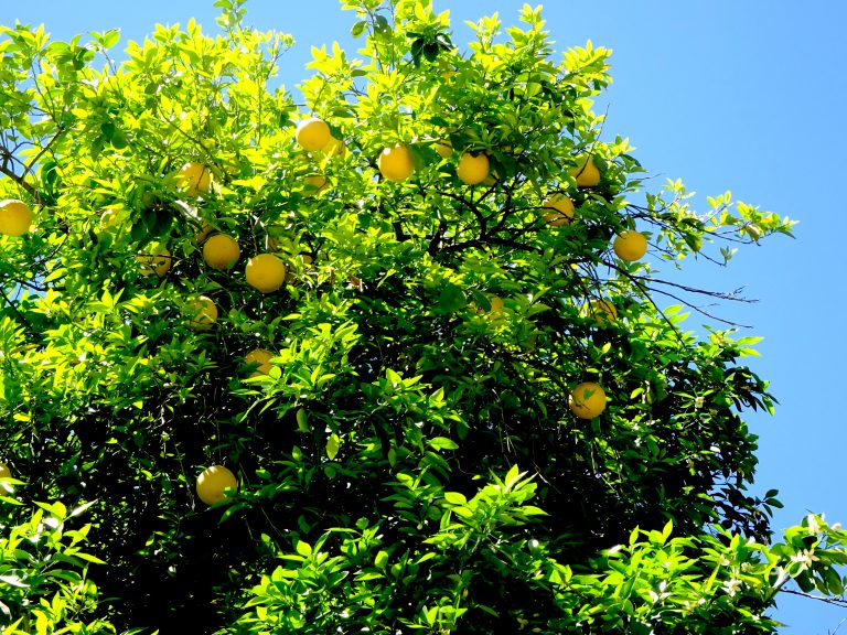 Mango Tree In Urique