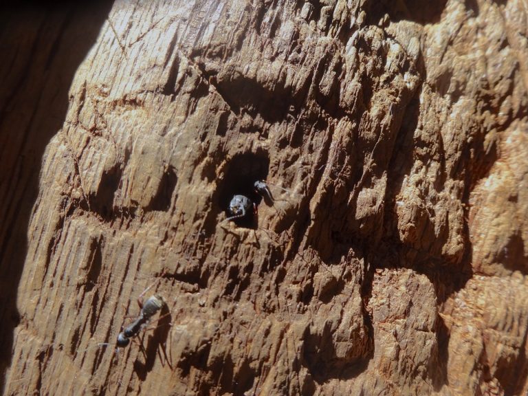 Ants Inside the Sequoia Tree