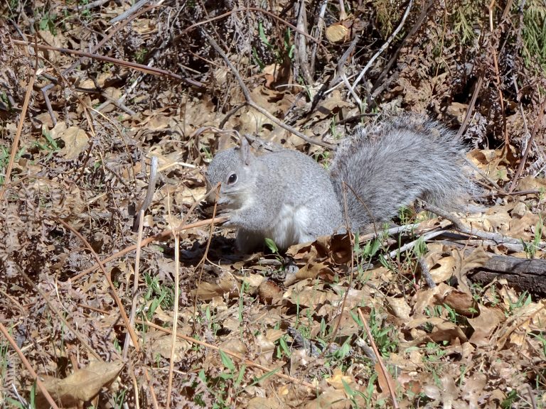 Confident Squirrel