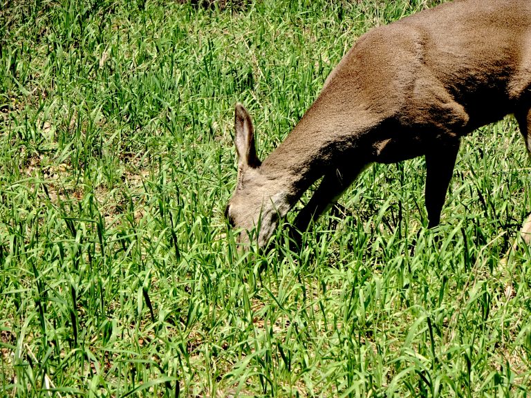 Deer At Half Dome Village