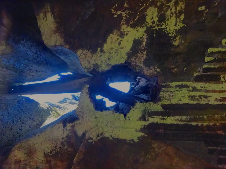 Looking Up Inside The Fire Damaged Sequoia