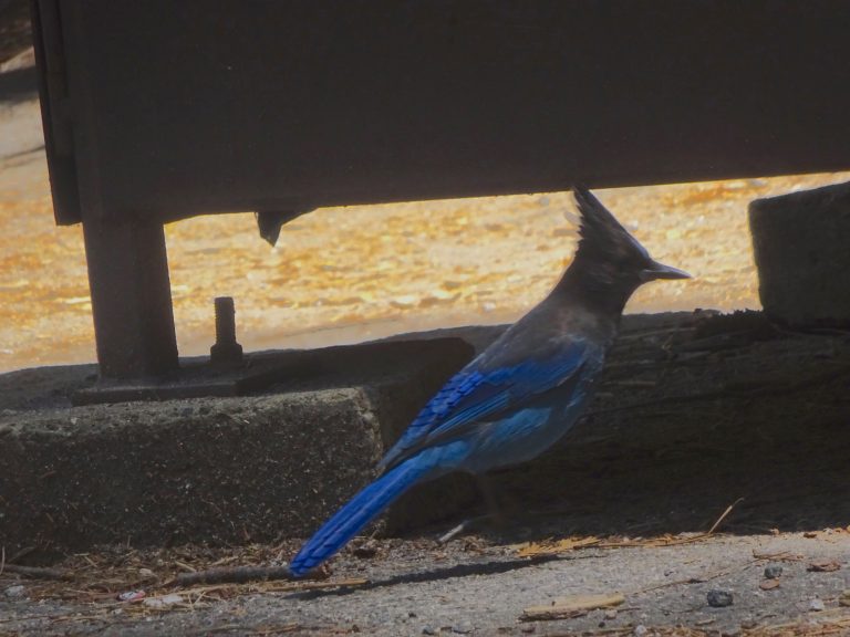 Pretty Bird At Vernal