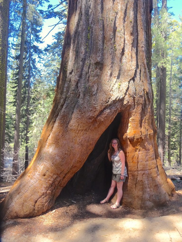 Standing In The Fire Damaged Sequoia