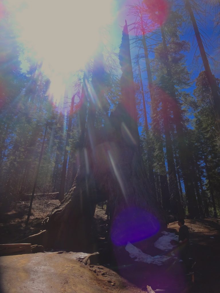 The Dead Sequoia Tree