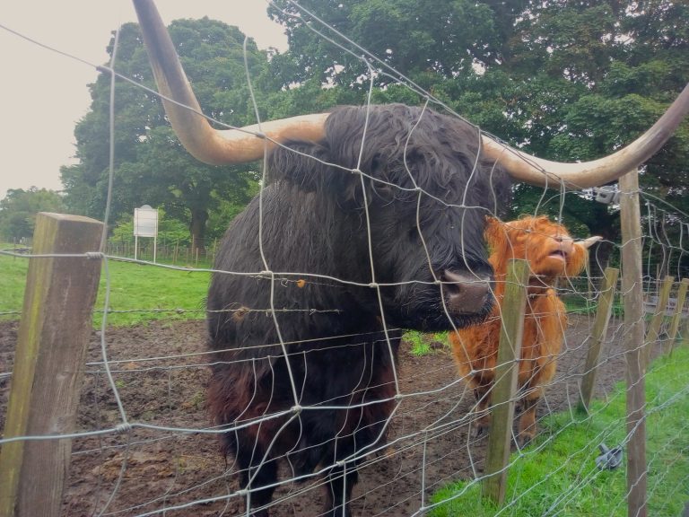 Hamish And His Wife