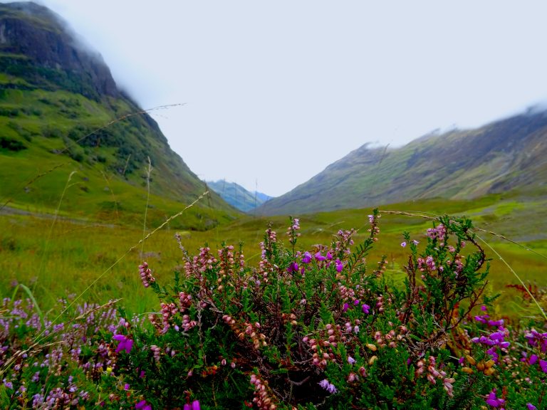 Some Blooming Heather In Glencoe