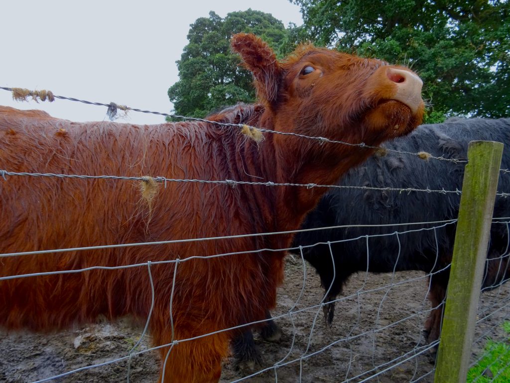 Highland Cow Calf
