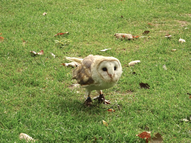 The Barn Owl Having A Rest