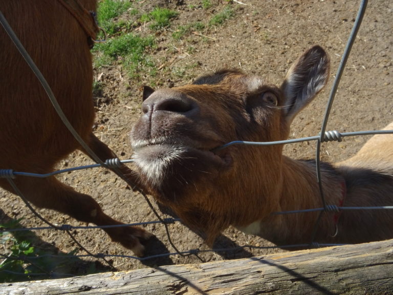 This Goat Was Definitely An Attention Seeker