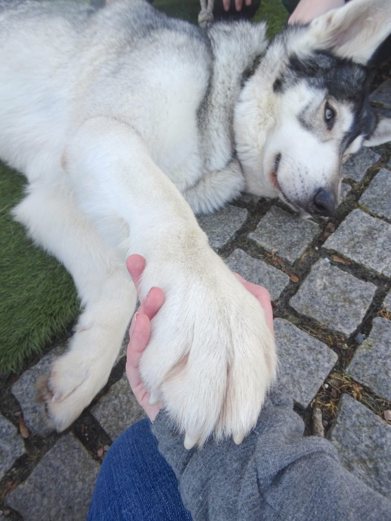Holding Hands With A Direwolf
