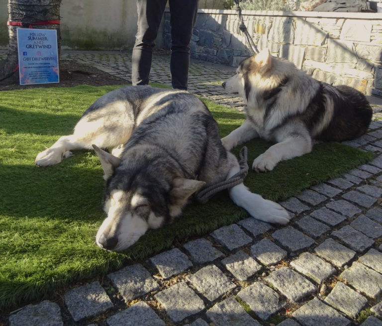 Meeting The Direwolves