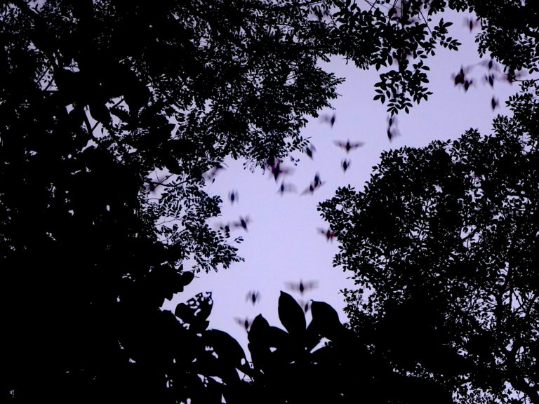 Looking Up To See The Bats Above The Trees