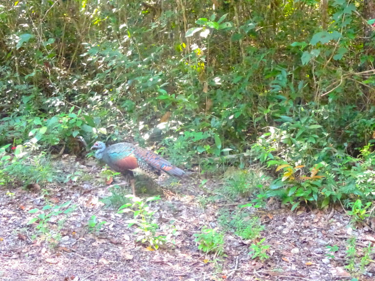 Ocellated Turkey Casually Walking Along The Road
