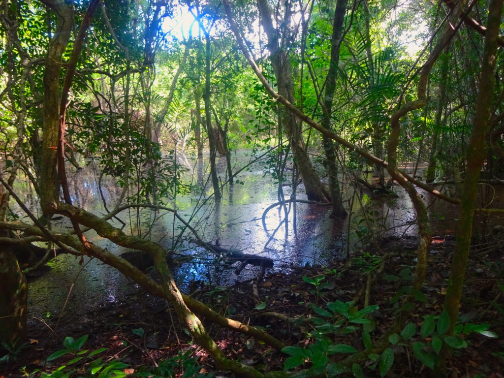 Calakmul Jungle