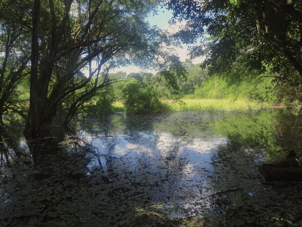 Swamp In Calakmul Jungle