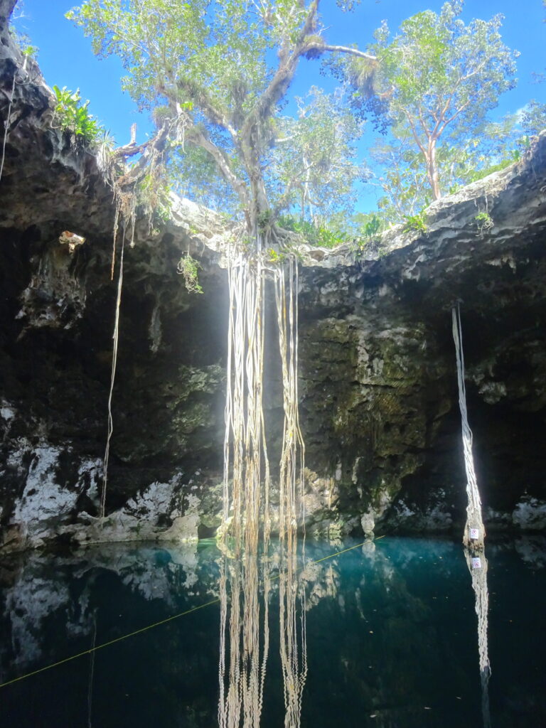 Undergound Pool With Tree Overhanging And Roots Hanging Down