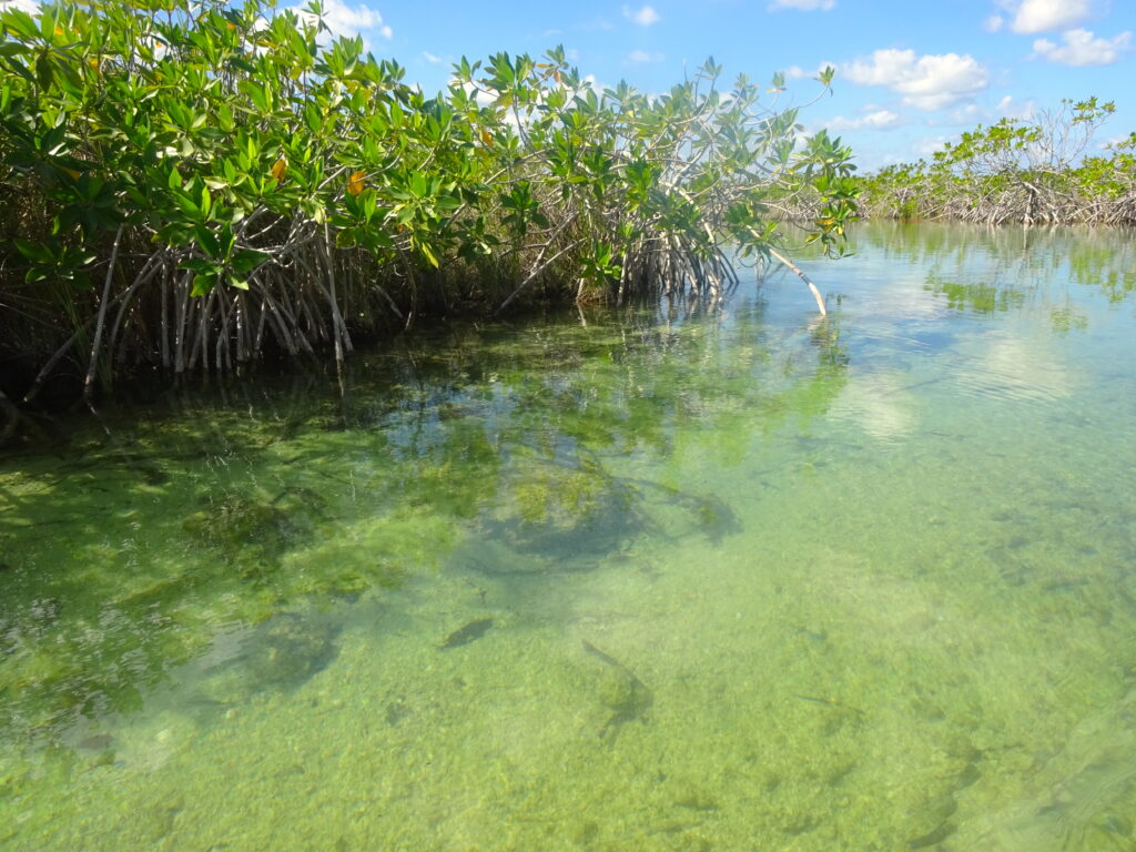Mangroves At Sian Ka’an Biosphere Reserve